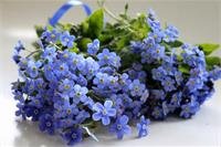 Клуб "Незабудка"